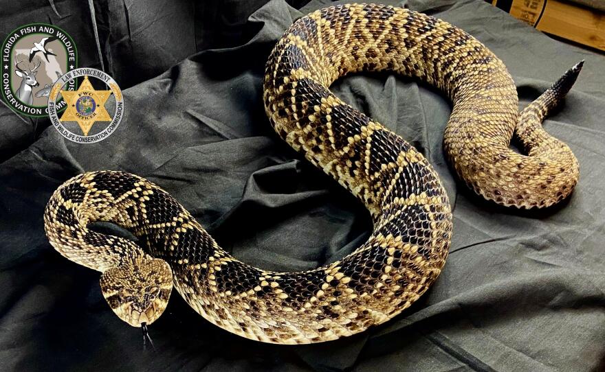 Snakes taken into Florida Fish and Wildlife custody during the FWC's Operation Viper, an investigation into venomous snake trafficking.