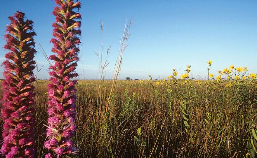 The prairie at Glacial Ridge National Wildlife Refuge.