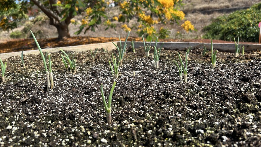 Green onions planted at the University of Hawaiʻi's Urban Garden Center on Oʻahu.