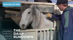 A wild horse specialist applies a freeze-brand to a horse's neck near Ely, Nev. in 2012, indicating that the mare has received the fertility control drug PZP. BLM recently announced $30 million toward wild horse fertility control.