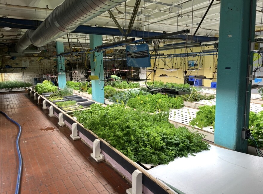 FoodChain's aquaponics farm uses waste from fish to fertilize rows of leafy greens. The water in the fish tanks is recirculated and reused.