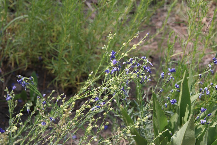 A close-up of tiny blue flowers on long green stems.