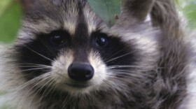 Racoon in an apple tree