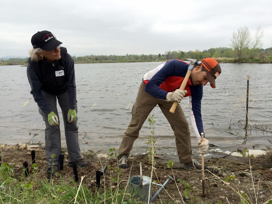 Loveland, Colo., resident Mary Pullen (left) and her son Nick Balla plant milkweed near the Big Thompson River as part of a community campaign to restore milkweed in the area.