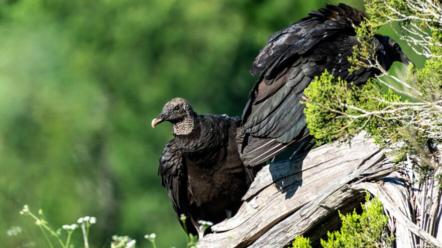 Black vultures at a park near Austin, Texas. Not to be confused with red-headed turkey vultures, some farmers say black vultures have been harassing or killing their livestock.
