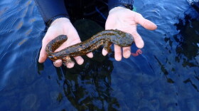 Missouri state herpetologist Jeff Briggler holds a male Ozark hellbender in the Current River. The amphibian, which was born at the St. Louis Zoo, is the first captive-born salamander that the Missouri Department of Conservation has confirmed to have reproduced in the wild.