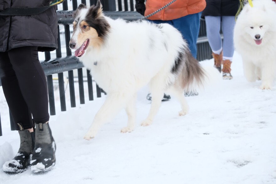 Some very good dogs gather each week for a communal walk around various locations in New Hampshire.