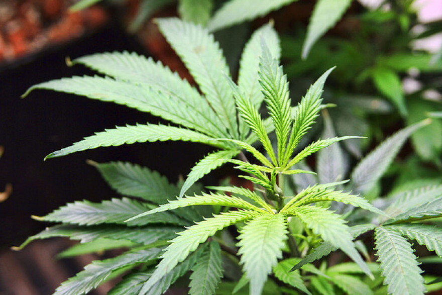 File photo of a marijuana plant.