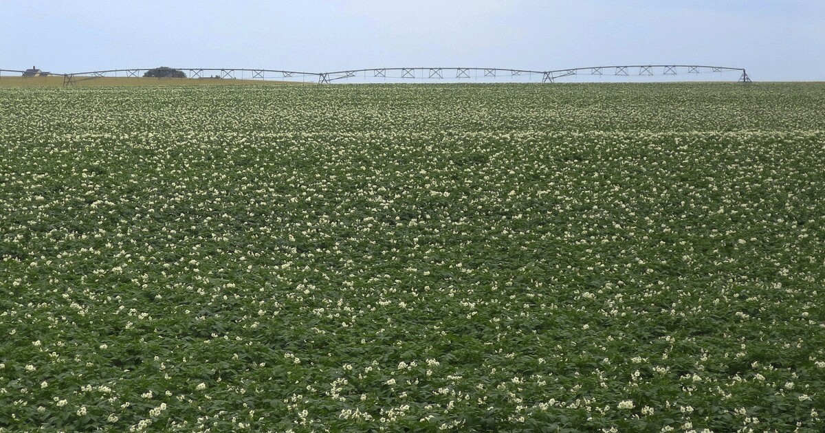 The USDA declares Maine drought a natural disaster