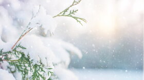 Snow on an evergreen