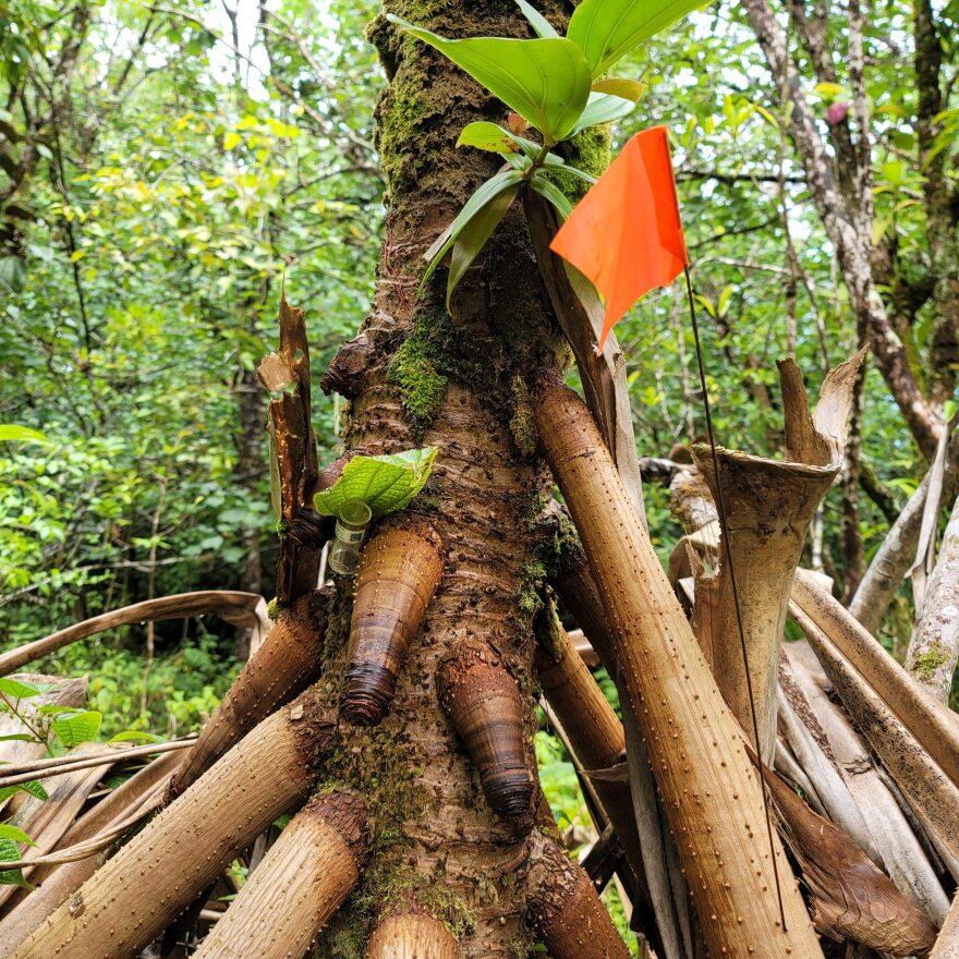 A vial with peanut butter bait in Nāhiku on Maui.