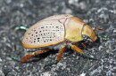 Christmas beetles are a favorite snack for a specific fox species.