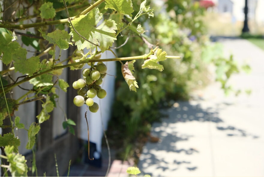 Grapes grow in a front yard in Oakland’s Crocker-Highlands neighborhood, one of the city’s wealthiest, where residents are watching closely as Caltrans studies the I-580 truck ban.