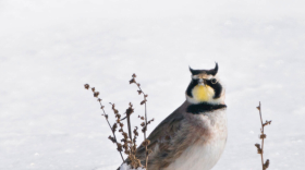 A bird with a brown back, white chest, yellow throat, and strong black-and-white facial markings stands in a snowy area. It has two small black tufts of feathers on each side of its head.