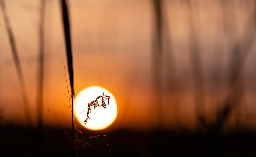 Wild rice is silhouetted against a sunset on a lake near McGregor.