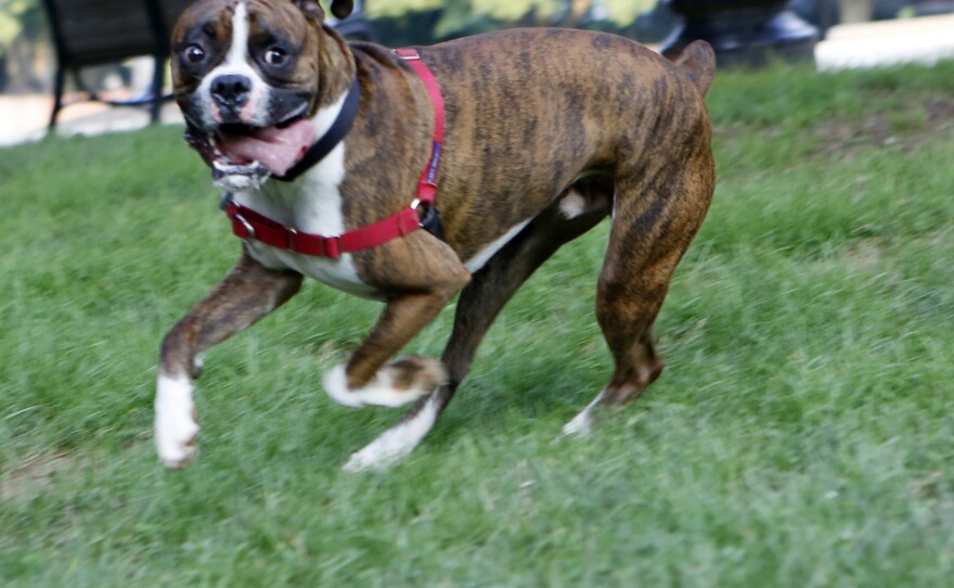 Jack, a cattle dog/boxer mix, plays in Washington, D.C., on Tuesday.