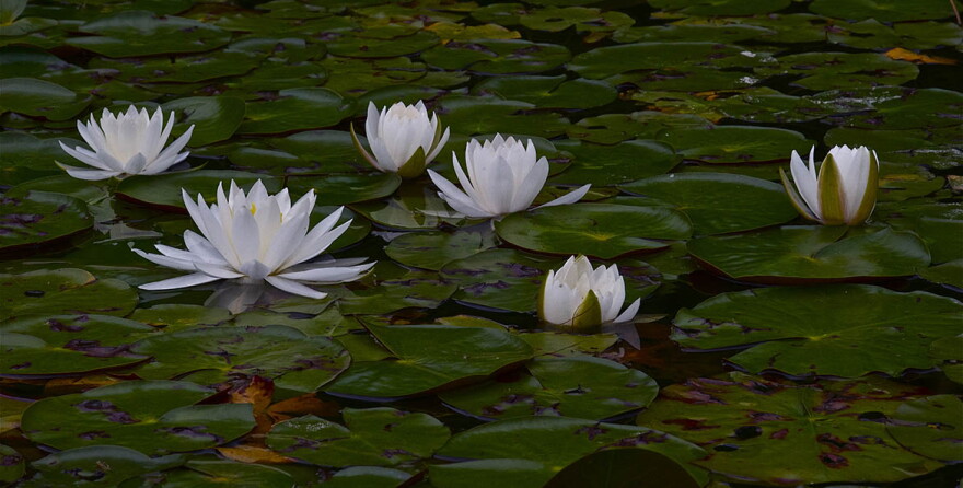 Photo courtesy of Bill Portlock/CBF. Aquatic flowers in the Bay.