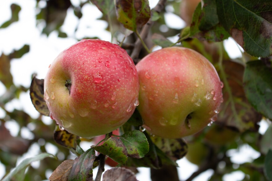 Two red and green apples covered in droplets of water hang next to each other from a tree branch.
