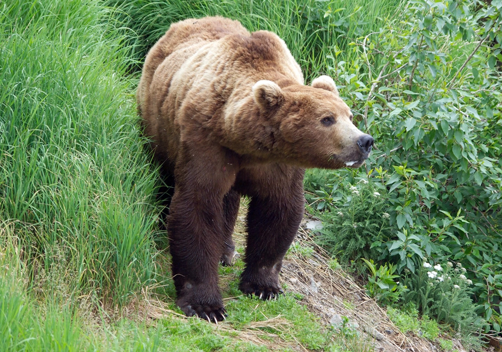 Living with wildlife | Talk of Alaska