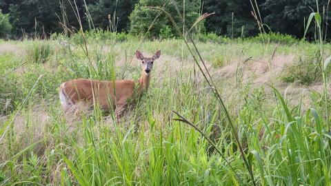 The Missouri Department of Conservation is considering changes to the way it fights chronic wasting disease, an always-fatal neurological condition that spreads among deer. 