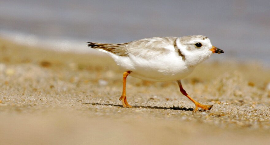 FILE - In this July 12, 2007 file photo, an adult Piping Plover runs along a beach as waves lap on the shore in the background, in the Quonochontaug Conservation Area, in Westerly, R.I. Federal and state officials are announcing a long-term conservation plan in Massachusetts for the piping plover that could relax some restrictions on the state's beaches that have helped protect the shore birds. (AP Photo/Steven Senne/FILE)