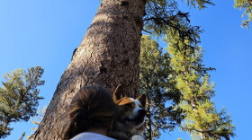 Ellis Juhlin and her dog Finley in front of Gus, a 163-foot-tall western larch near Seeley Lake, MT.