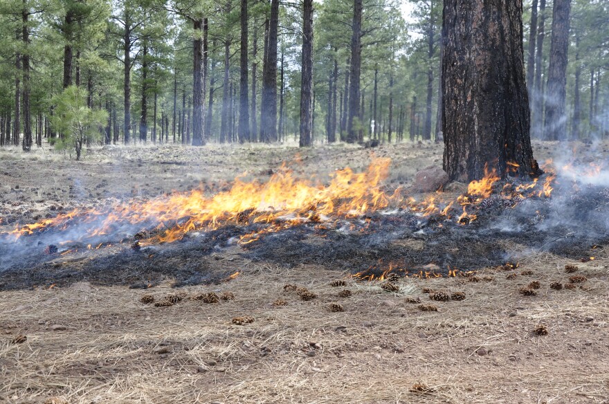 A small fire burns at the base of a ponderosa pine tree on the Coconino National Forest.