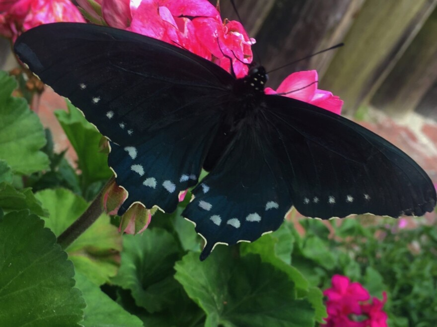 Pipe vine swallowtail