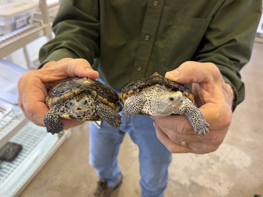 UAB professor Thane Wibbels holds two young diamondback terrapins in his research lab at UAB.