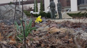 a yellow daffodil flower surrounded by branches and rocks, with bronze statues in the background