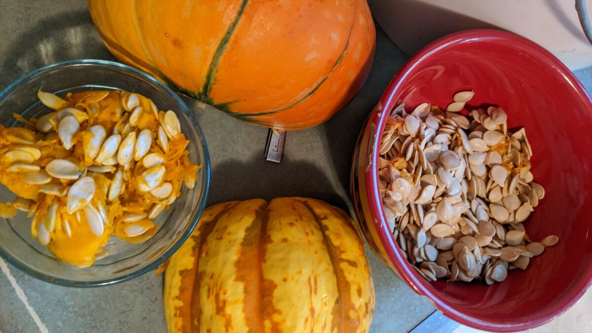 Good Gardening: Squash Seeds