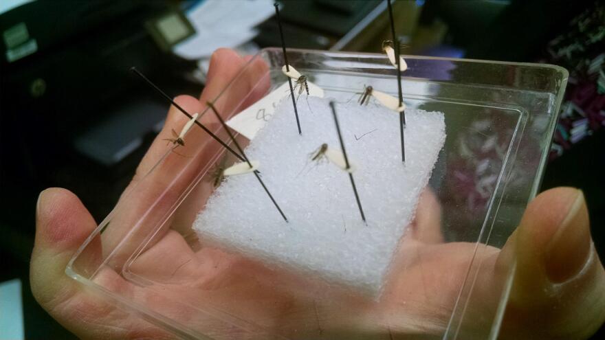 DrMcKay_Mosquito_Zika.jpg