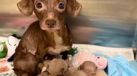 A nursing mother and her litter rest in a temporary kennel setup following an emergency surrender on Wednesday, Aug. 19.