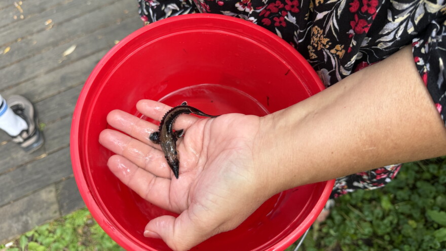 Deanna Waukazoo of the Grand Traverse Band of Ottawa and Chippewa Indians holds a young sturgeon, which was released into the Boardman-Ottaway River this month. (Photo credit: Vivian La/IPR News)