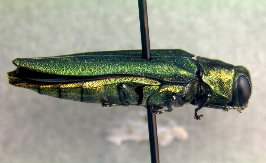 An adult emerald ash borer.