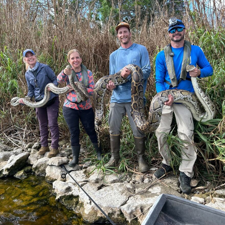 (From right to left), Melissa Miller, U.S. Representative Debbie Wasserman Schultz, Brandon Welty and Eric Suarez hold two pythons the UF Croc Docs team found in the Everglades.