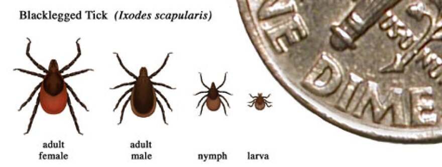 deer tick