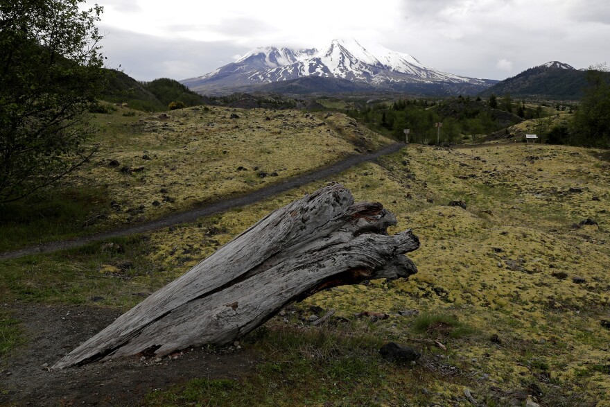 A tree is embedded in the ground with Mount St. Helens in the background as seen from the Hummocks Trail, Monday, May 18, 2020