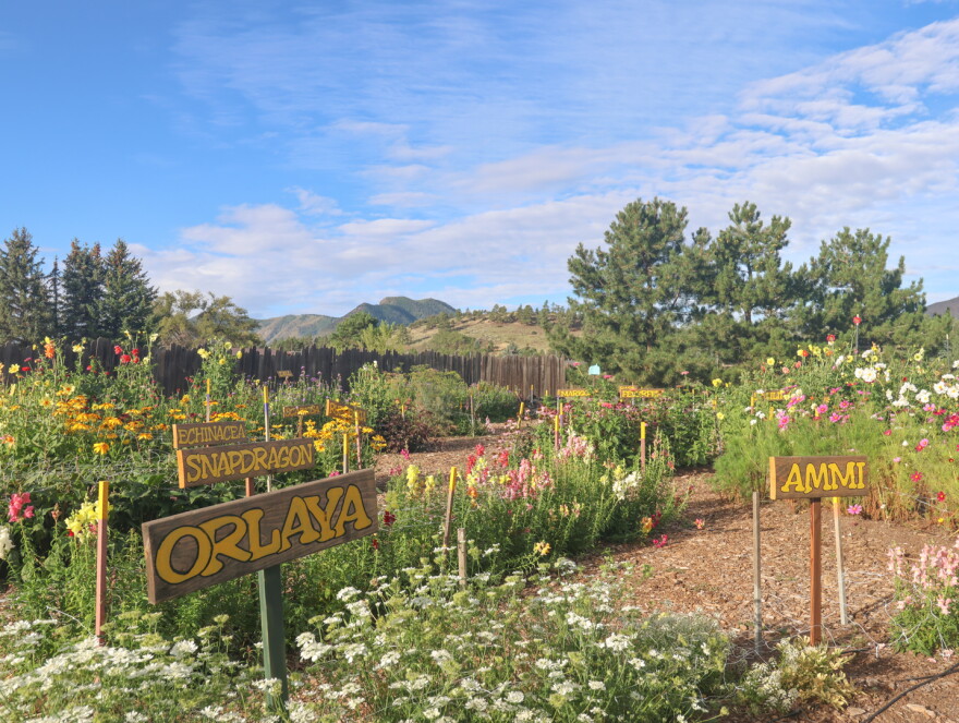 The Garden House on Butterfly Lane in Doney Park, Ariz., near Flagstaff., opened to the community for a "you-pick" flower event on Monday, Sept. 7, 2026. Cindy Wilson, 69, grows several variations of flowers in her backyard garden, where she also invites residents to pick and assemble their own bouquets.