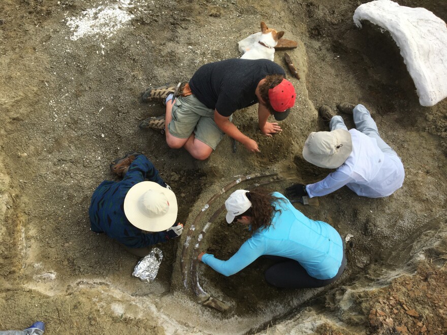 The small team of current and recent undergraduates dug a 7-foot pit in the soft sandstone to unearth the skull.