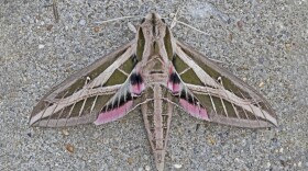 A banded sphinx moth