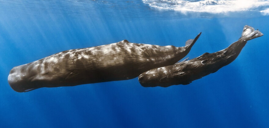 Members of whale clans communicate over great distances using sound clicks that make up a distinctive clan dialect.