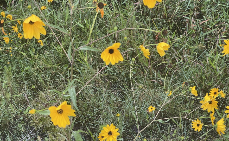 The Pepper Ranch Preserve in Pepper Ranch Preserve in Immokalee is also experiencing a native sunflower bloom. A period for viewing the 2025 annual bloom event of native Southeastern sunflowers is available at https://tinyurl.com/PepperRanchSunflowers.