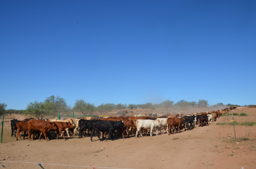 A herd of cattle heads to its feeding pasture on Rancho Grande in Sonora.