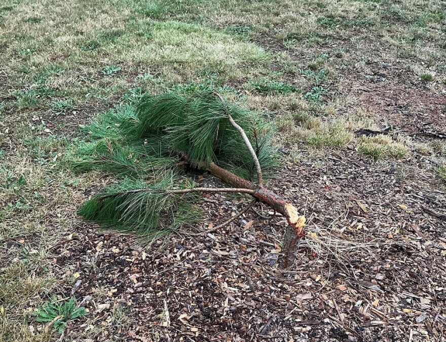 Eugene parks staff says some trees had a clean cut indicating a saw, while others were hacked with an ax or machete.