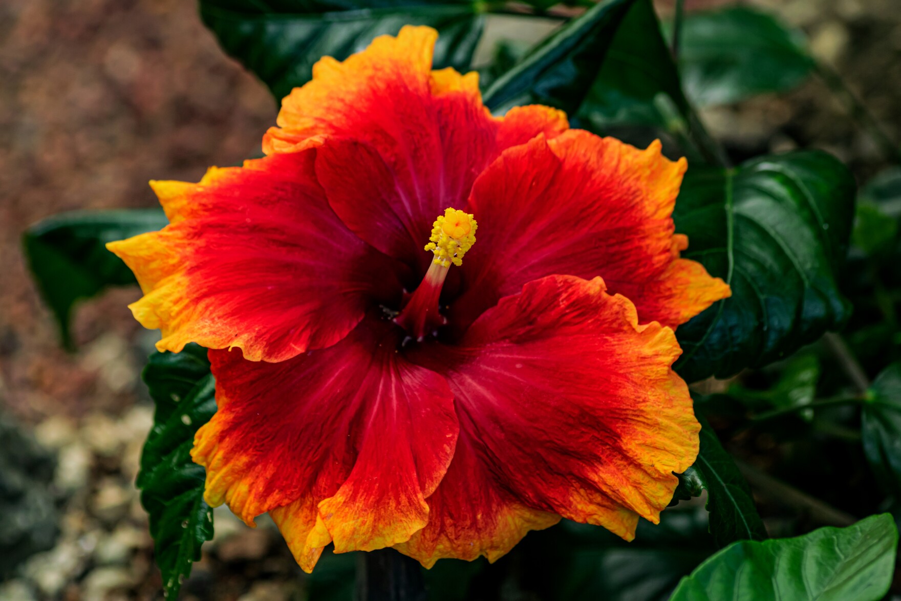 Connecticut Garden Journal Fall Blooming Perennials Connecticut Public