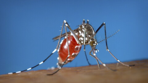 A female Aedes albopictus mosquito acquiring a blood meal from a human host. 