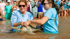 Bette Zirkelbach, left, general manager of The Turtle Hospital, and Jory Geib, a rehabilitation specialist at The Turtle Hospital, release Girl Power, a rehabilitated juvenile green sea turtle, Friday, July 10, 2026, at Sombrero Beach in Marathon, Florida Keys. Girl Power was fitted with a satellite transmitter before entering the Atlantic Ocean as The Turtle Hospital's official competitor in Sea Turtle Conservancy's Tour de Turtles program.