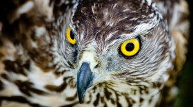 In the Costa-nominated <em>H Is For Hawk</em>, Helen Macdonald recounts how her relationship with a goshawk like this one helped her to grapple with the loss of her father.<em></em>