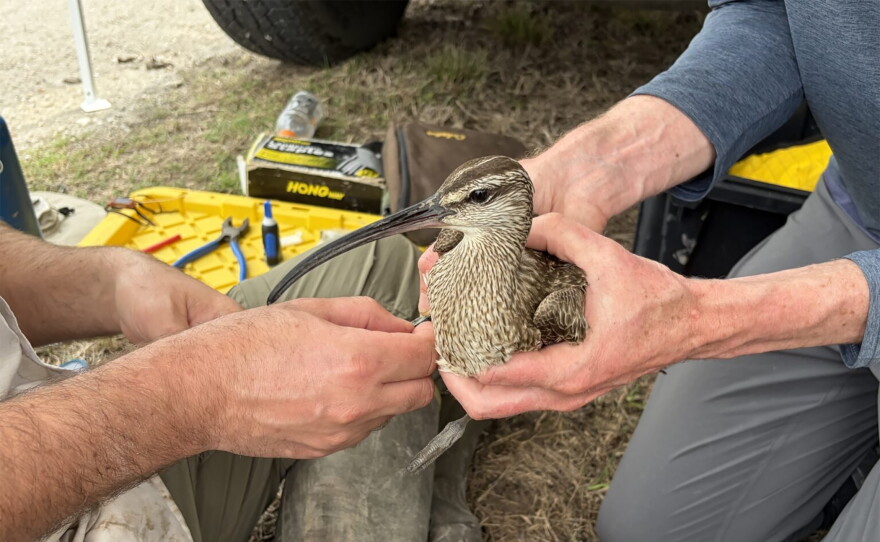scientists banding a bird with a long, curved beak